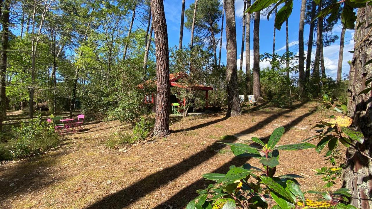 Le Petit Poulailler Au Beau Milieu Des Pins Villa Lacanau Exteriör bild
