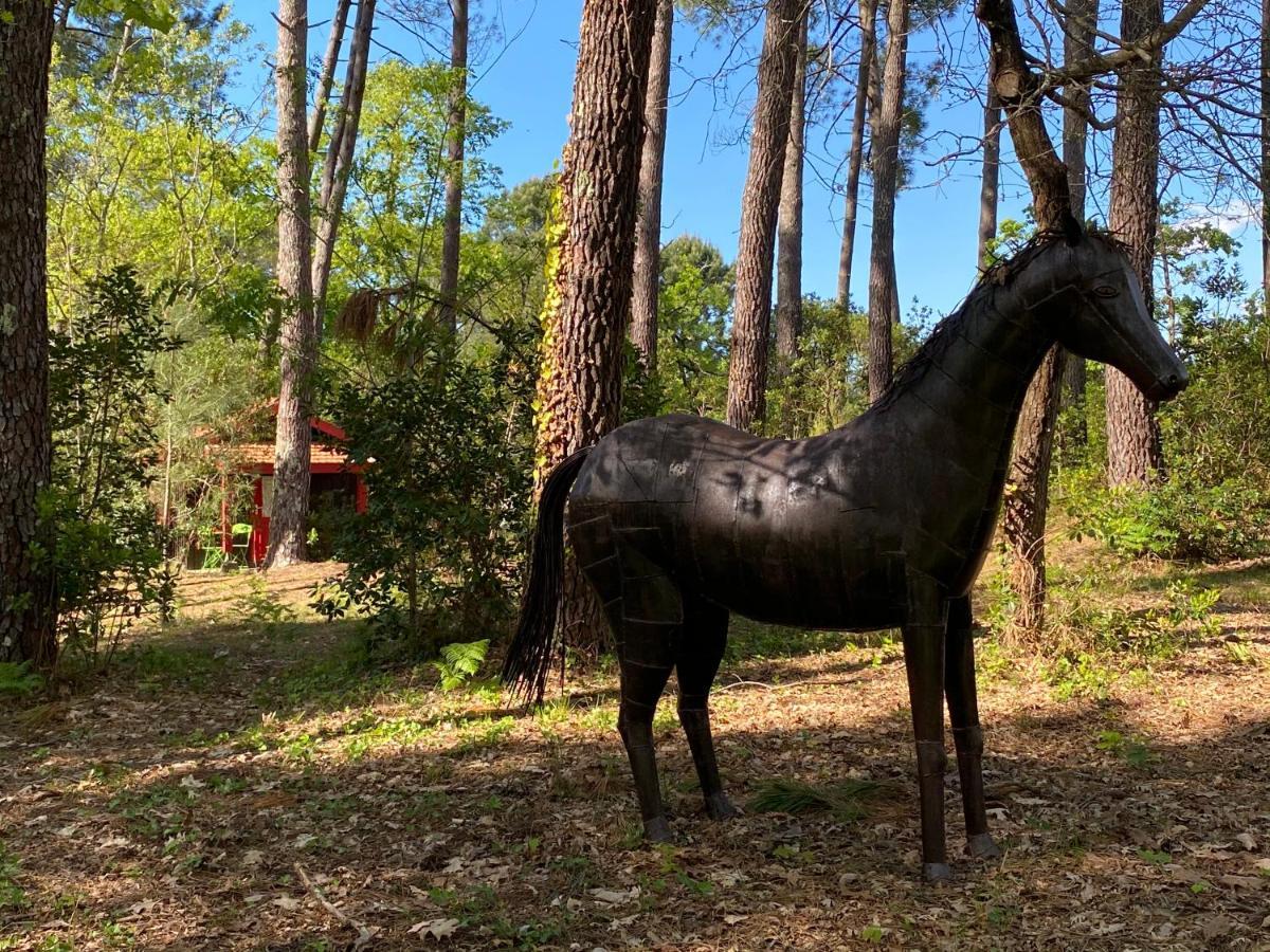 Le Petit Poulailler Au Beau Milieu Des Pins Villa Lacanau Exteriör bild